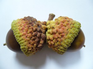 noix,glands chne de Bebb (quercus bebbiana)